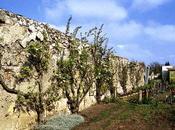 murs pêches Montreuil hectares nature protéger