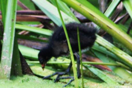 7 poule d'eau marnay rec 5 août 2016 005.jpg