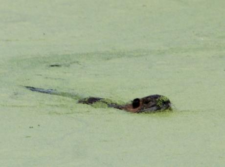 d ragondin marnay 11 sept 2016 054.jpg