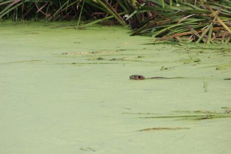 a ragondin marnay 11 sept 2016 048.jpg