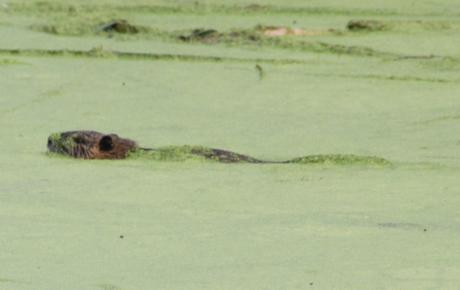 c ragondin marnay 11 sept 2016 050.jpg