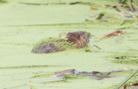 i ragondin rec marnay 11 sept 2016 059.jpg