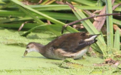 9 poule d'eau rec marnay 11 sept 2016 043.jpg