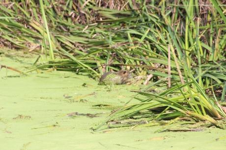 e ragondin marnay 11 sept 2016 046.jpg