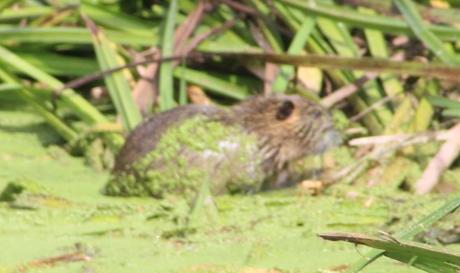 f ragondin rec marnay 11 sept 2016 046.jpg