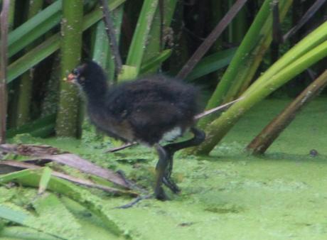 5 poule d'eau marnay rec 5 août 2016 008.jpg