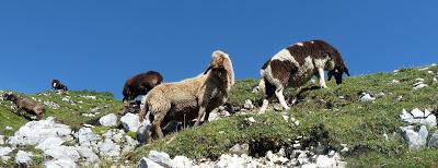 12 septembre 2016: journée mondiale du bien-être ovin