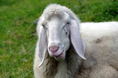 12 septembre 2016: journée mondiale du bien-être ovin