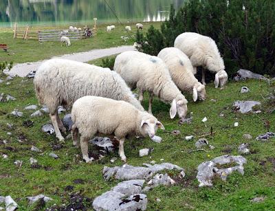 12 septembre 2016: journée mondiale du bien-être ovin