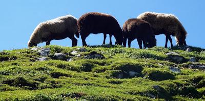 12 septembre 2016: journée mondiale du bien-être ovin