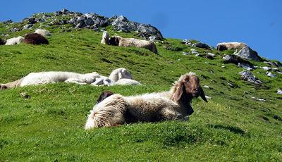 12 septembre 2016: journée mondiale du bien-être ovin