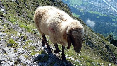 12 septembre 2016: journée mondiale du bien-être ovin