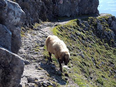 12 septembre 2016: journée mondiale du bien-être ovin