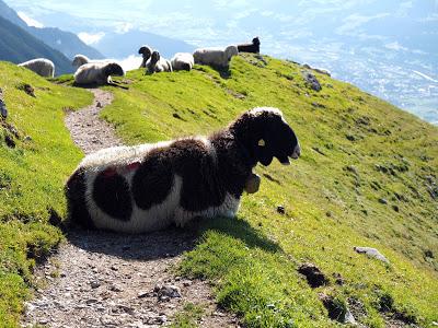 12 septembre 2016: journée mondiale du bien-être ovin