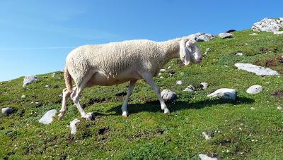12 septembre 2016: journée mondiale du bien-être ovin