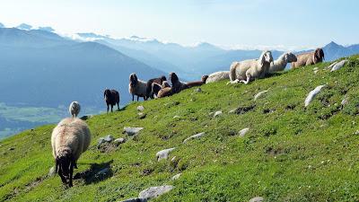 12 septembre 2016: journée mondiale du bien-être ovin
