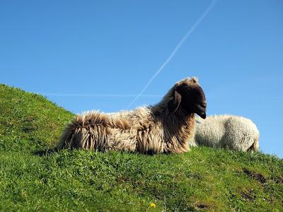 12 septembre 2016: journée mondiale du bien-être ovin