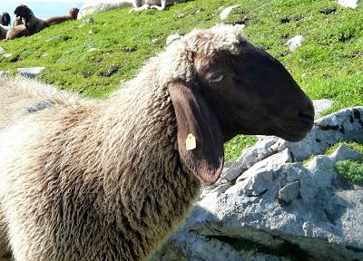 12 septembre 2016: journée mondiale du bien-être ovin