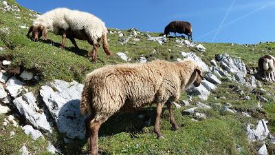 12 septembre 2016: journée mondiale du bien-être ovin