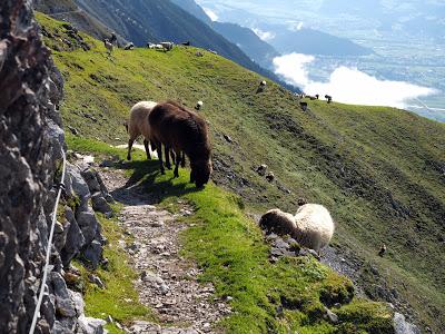 12 septembre 2016: journée mondiale du bien-être ovin