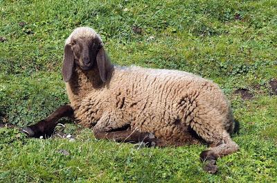 12 septembre 2016: journée mondiale du bien-être ovin