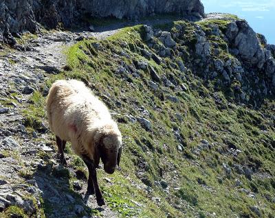12 septembre 2016: journée mondiale du bien-être ovin