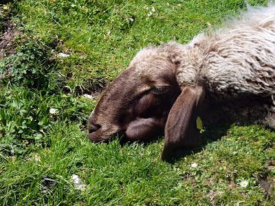 12 septembre 2016: journée mondiale du bien-être ovin