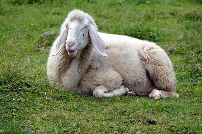 12 septembre 2016: journée mondiale du bien-être ovin