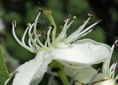 Aubépine à un style (Crataegus monogyna)