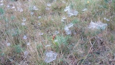 La Photo du Mois #19 : la dentelle