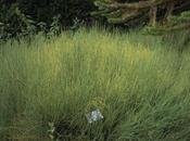 Ephedra equisetina