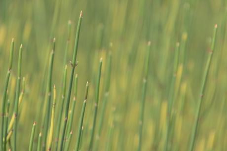 ephedra equisetina marnay 11 sept 2016 003.jpg