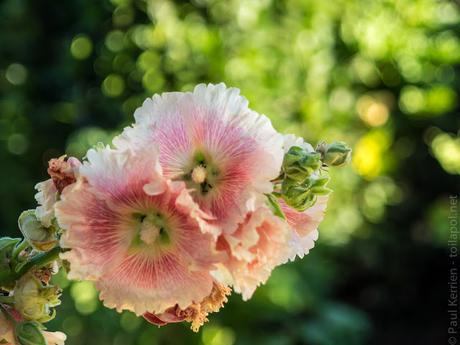 toujours un matin, mais un peu plus tard (7 photos)