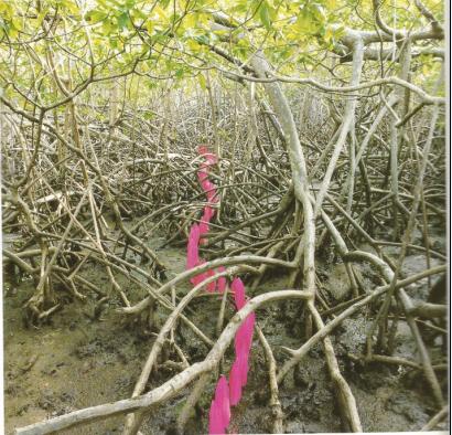 Nils Udo Dans les mangroves Tryptique part2 Résidence du FRAC Martinique 1991