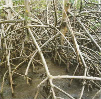 Nils Udo Dans les mangroves Tryptique part3 Résidence du FRAC Martinique 1991