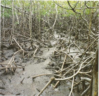 Nils Udo Dans les mangroves Tryptique part1 Résidence du FRAC Martinique 1991