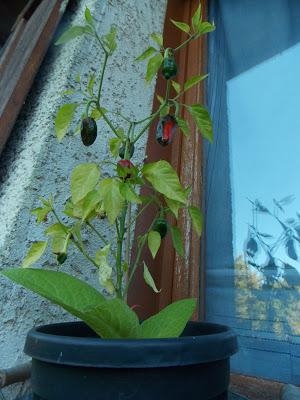 Cultivez les légumes du soleil sur votre terrasse !