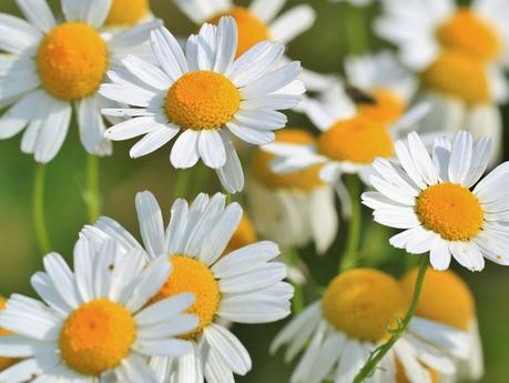 grande-camomille-naturactive1-charonbellis