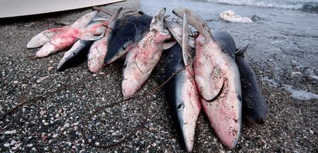 Avec la surpêche, l'humain bouleverse la chaîne alimentaire de la faune marine © SUPERSTOCK/SUPERSTOCK/SIPA