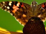 Vulcain prend pose...