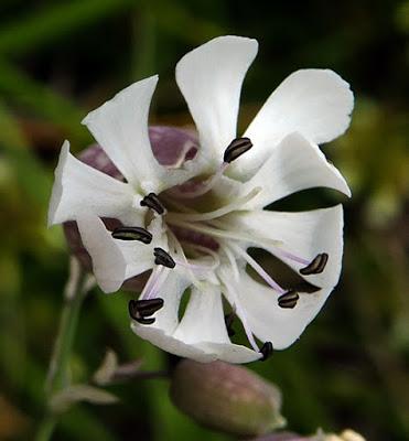 Silène enflée (Silene vulgaris)