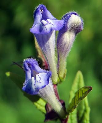 Scutellaire en casque (Scutellaria galericulata)