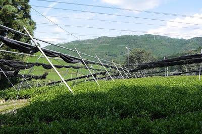 Gyokuro de Uji 2016 Gyokuro de Uji 2016