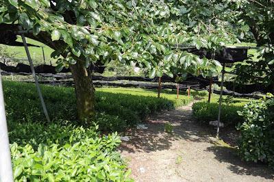 Gyokuro de Uji 2016 Gyokuro de Uji 2016