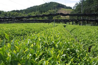 Gyokuro de Uji 2016 Gyokuro de Uji 2016