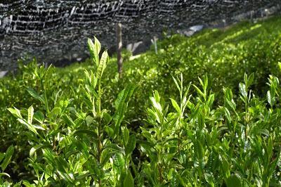 Gyokuro de Uji 2016 Gyokuro de Uji 2016