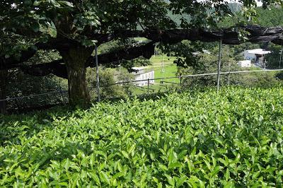 Gyokuro de Uji 2016 Gyokuro de Uji 2016