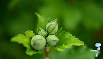 Bourgeons