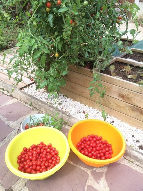 La production des carrés potagers, que de tomates cerises !