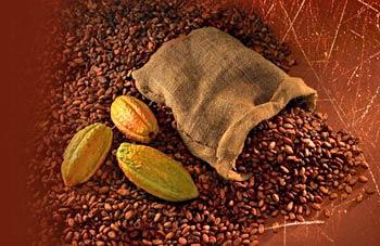 Les bienfaits du chocolat cru Actu Nutrition